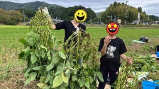 2025年10月今年も丹波篠山の黒豆狩りへ