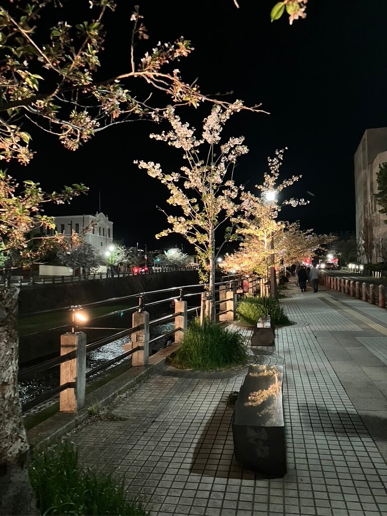 夜桜も趣があって素敵